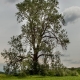 Karoly Kiss's poplar tree - Cuzăplac, Salaj County