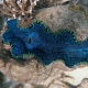 Great Barrier Reef - Australia's Great Natural Wonder