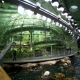 Golden Gate Park
