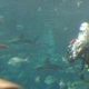 Amazing Aquarium!
