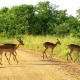 A few reasons to visit South Africa