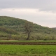 Karoly Kiss's poplar tree - Cuzăplac, Salaj County