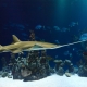 Sea Life London Aquarium
