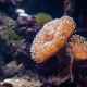 Great Barrier Reef - Australia's Great Natural Wonder